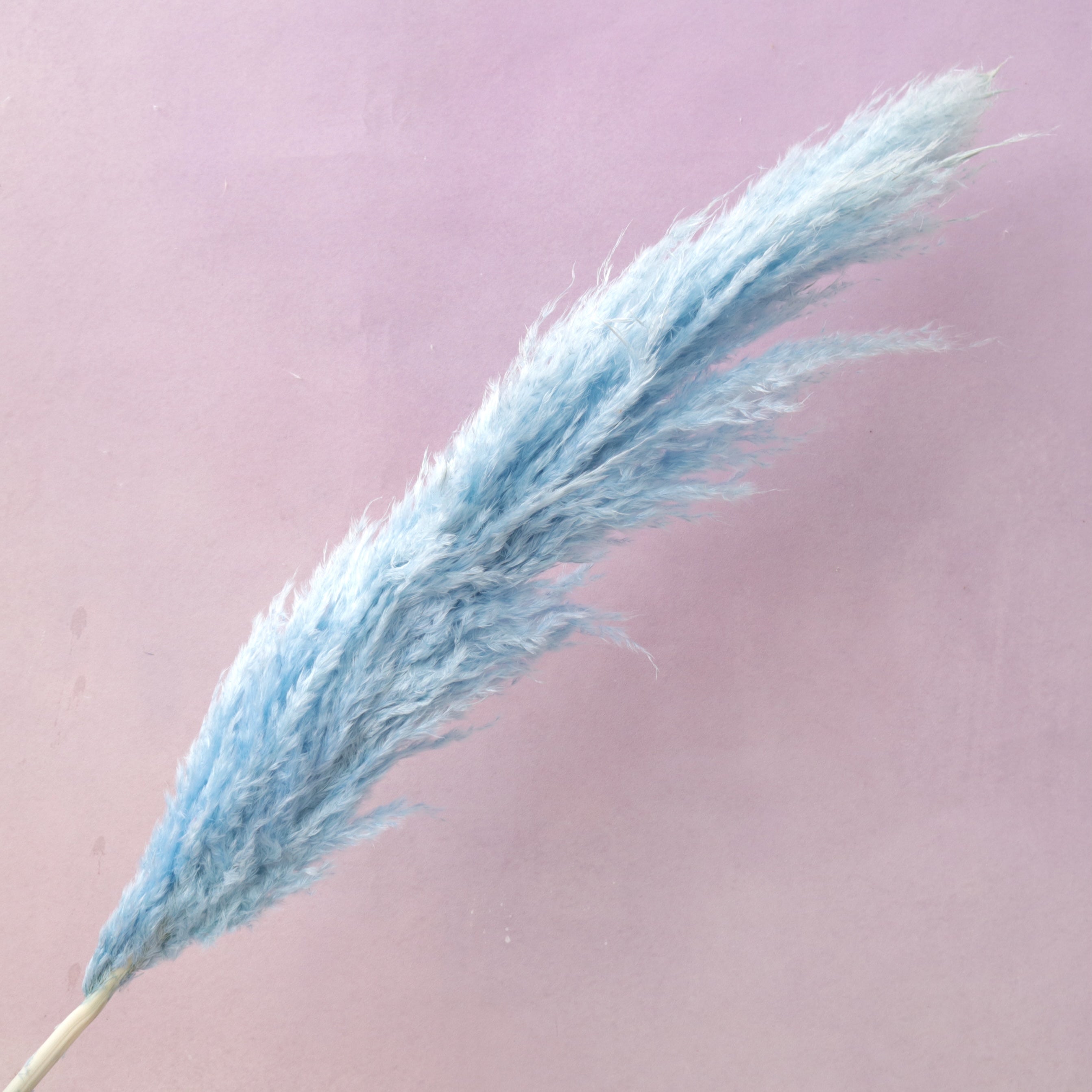 Pampas Grass Baby Blue