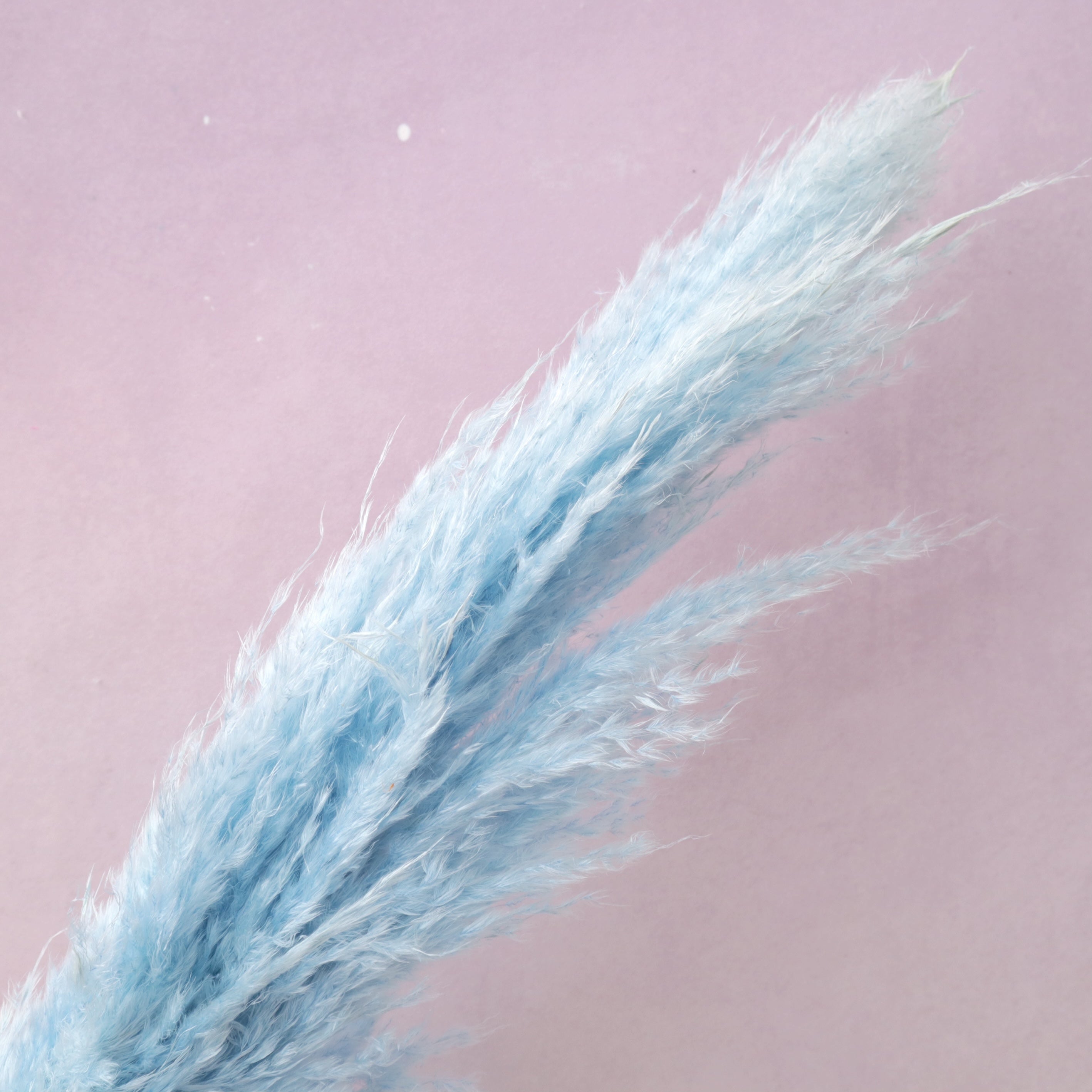 Pampas Grass Baby Blue