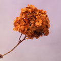 Hydrangea Bigleaf Orange