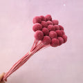 Billy Button Raspberry