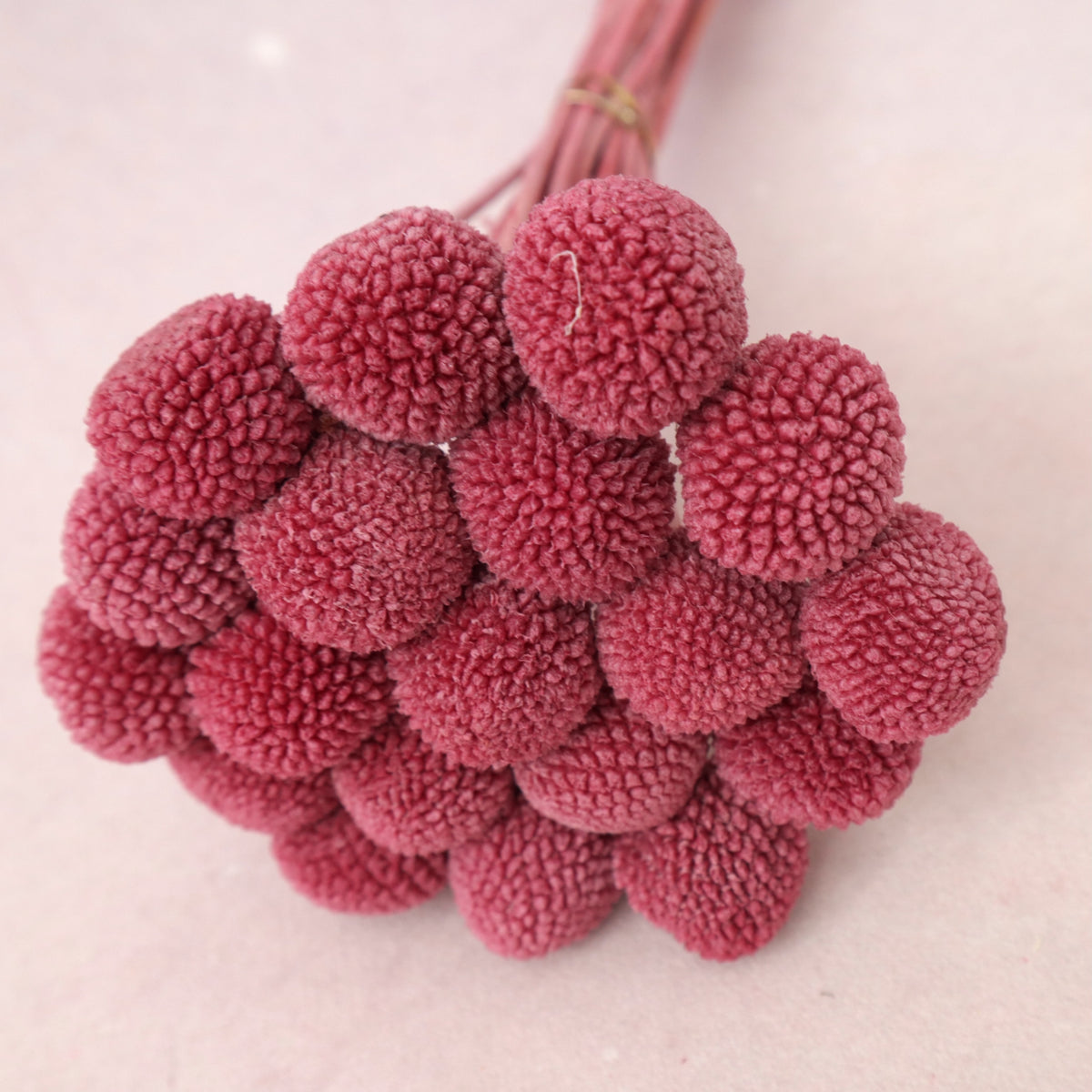 Billy Button Raspberry