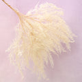 Mountain Fern Creamy White