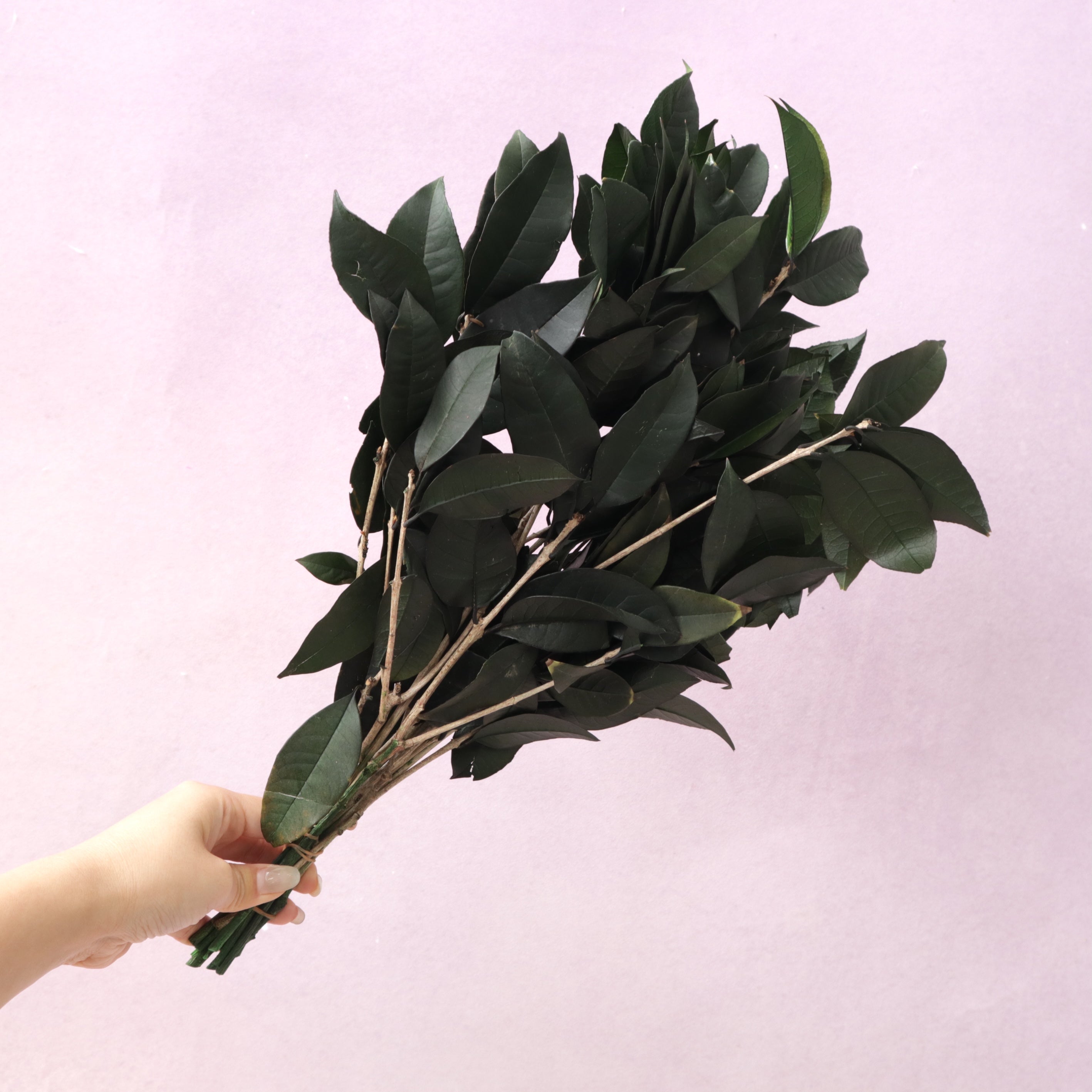Osmanthus Leaves Green
