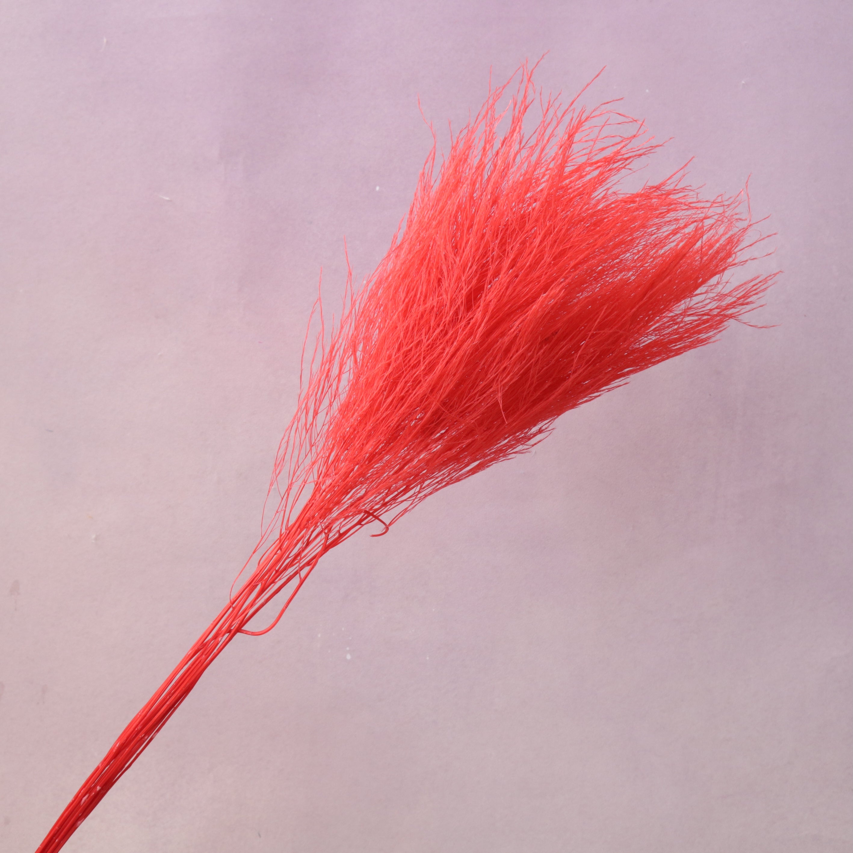 Tiki Fern Red