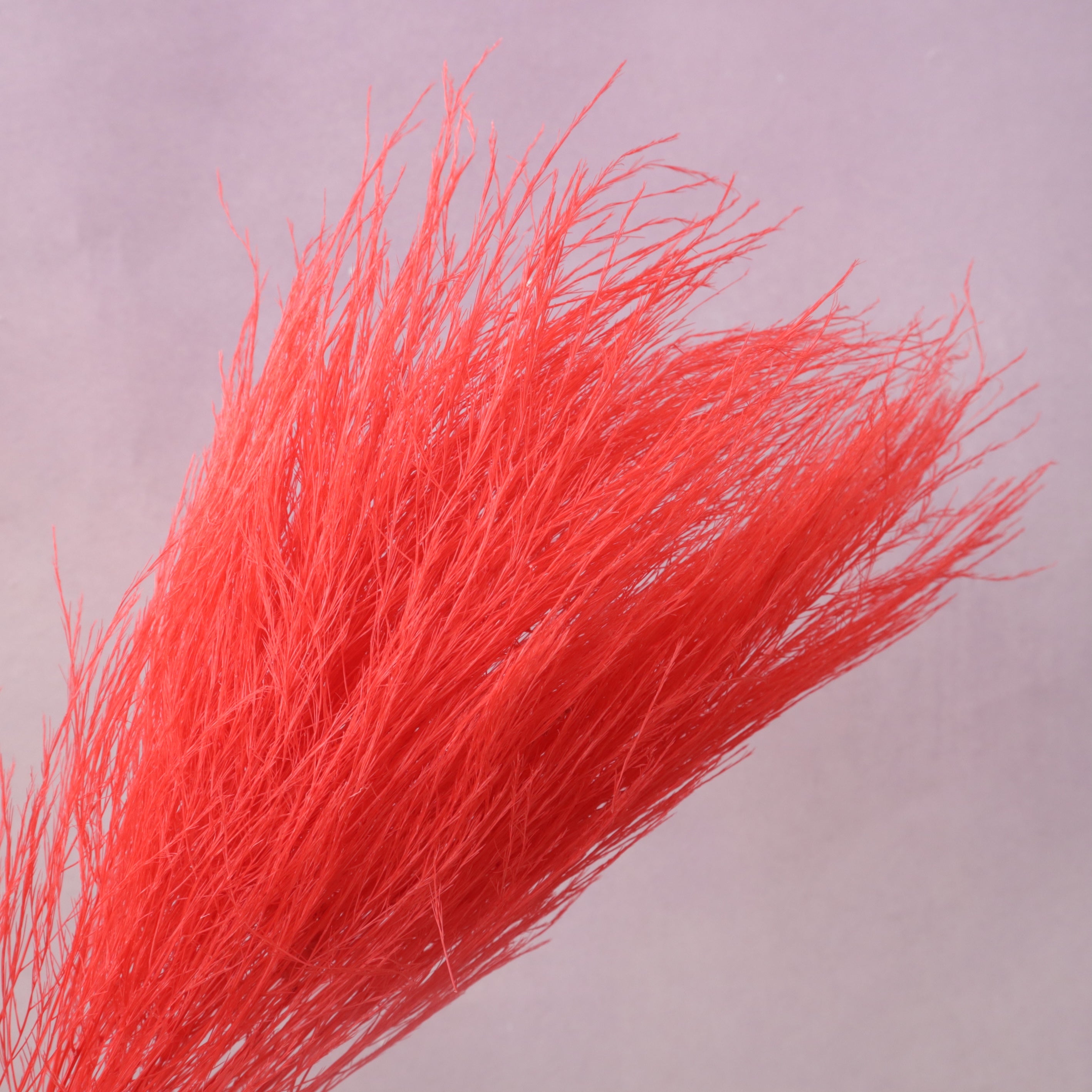Tiki Fern Red