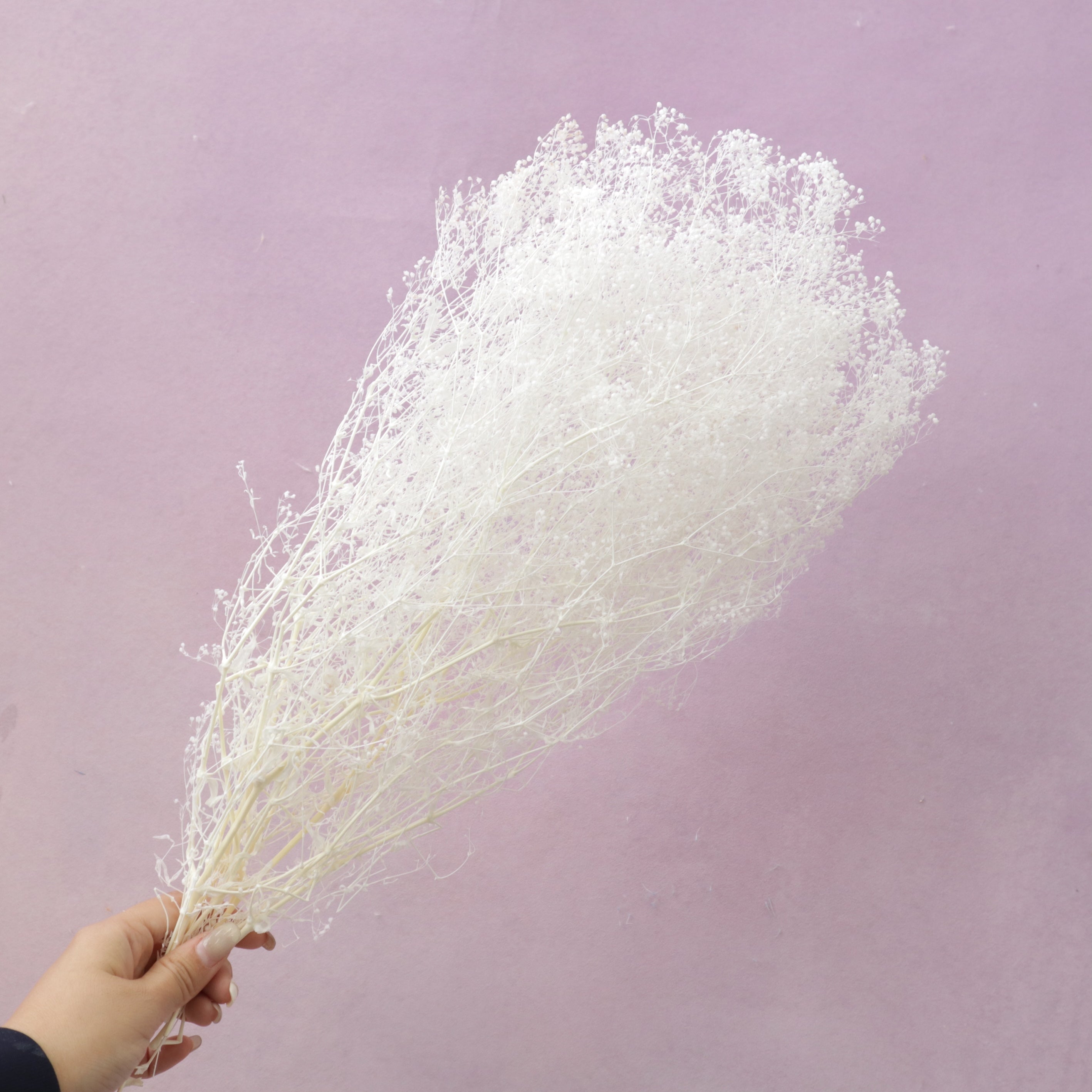 Snowy Baby's Breath White
