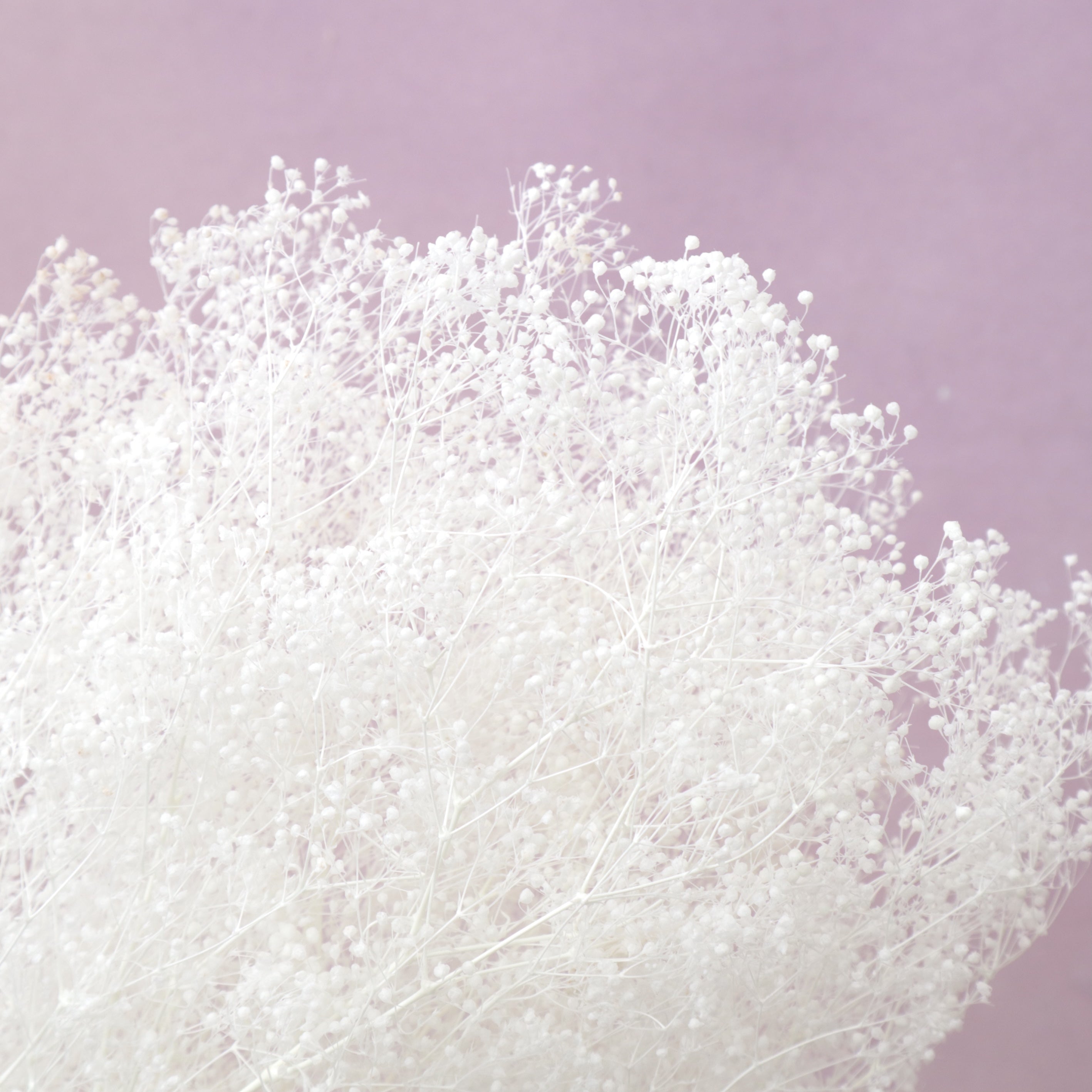 Snowy Baby's Breath White