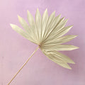 Sun Palm Natural