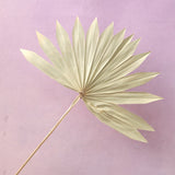 Sun Palm Natural