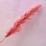 Pampas Grass Coral Pink