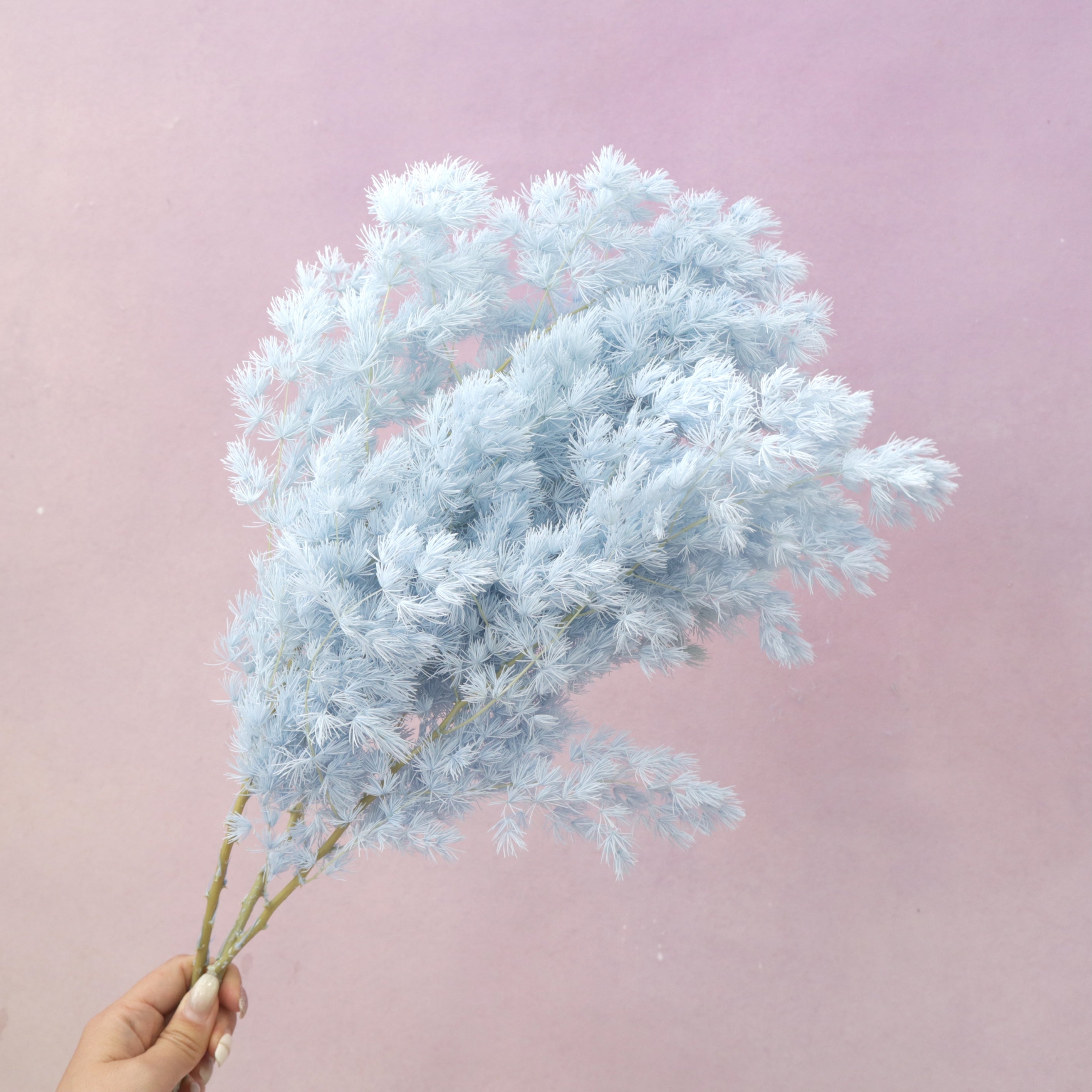 Ming Fern Baby Blue