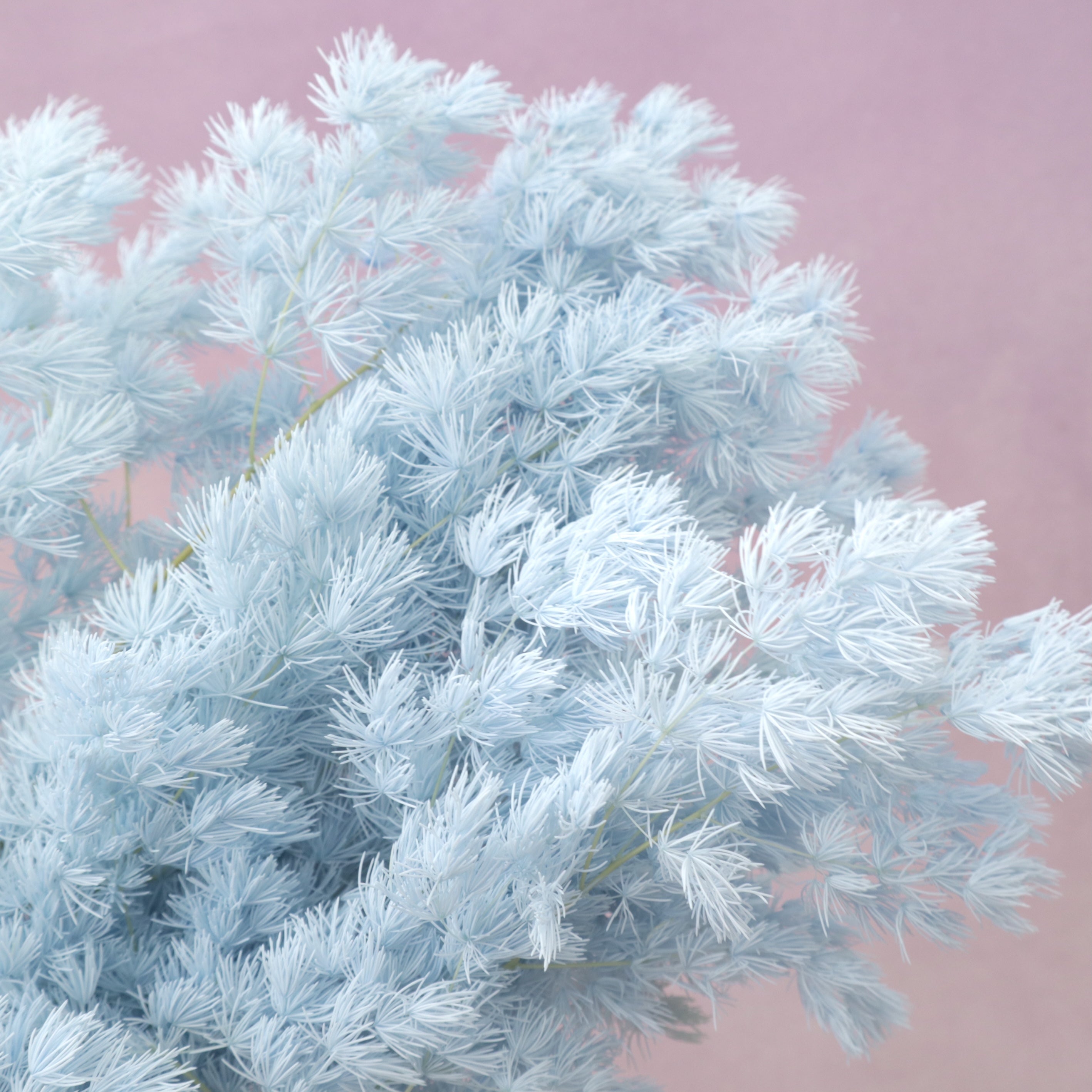 Ming Fern Baby Blue