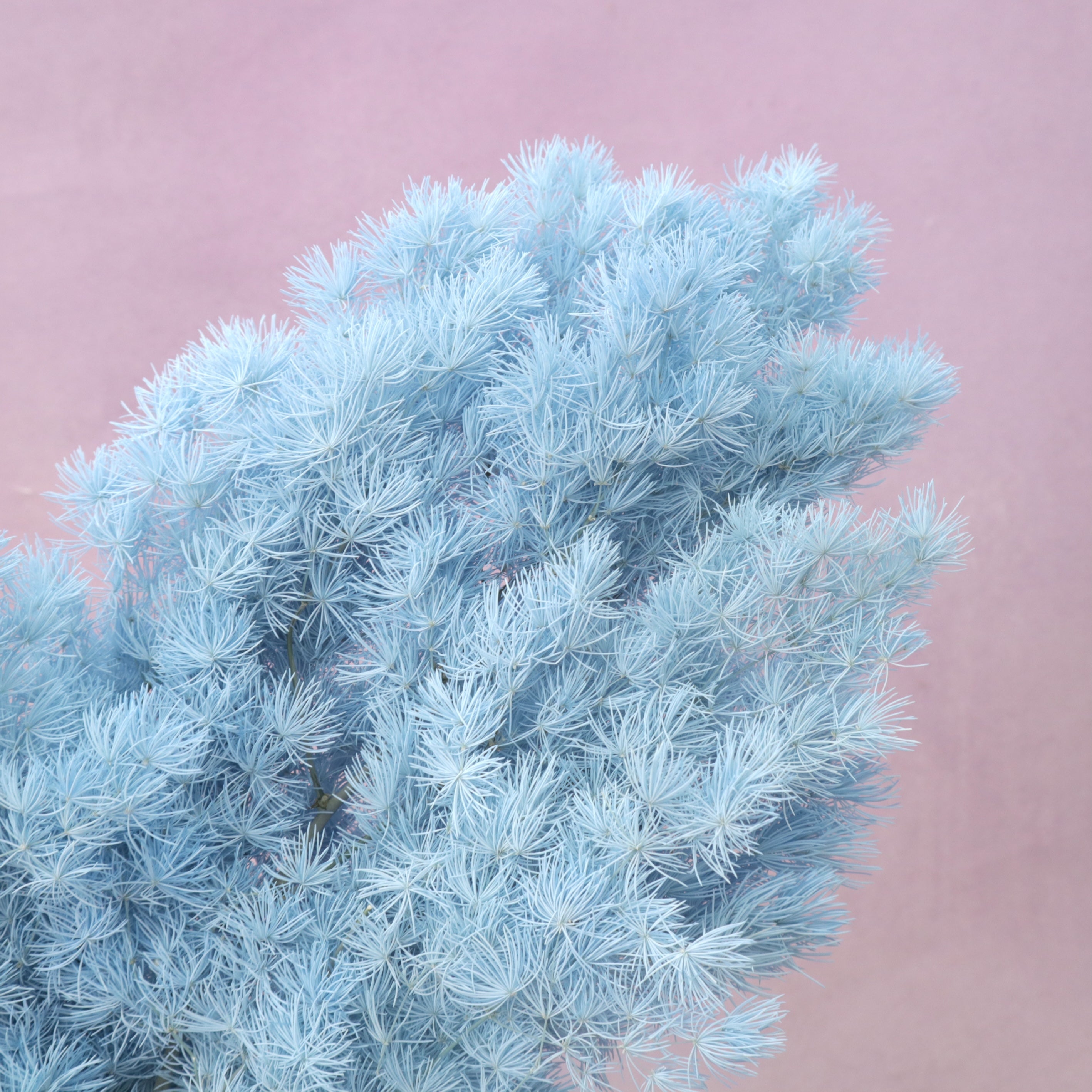 Ming Fern Sky Blue