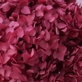 Annabelle Hydrangea 100g Magenta
