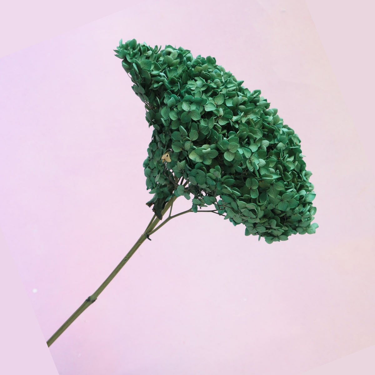Annabelle Hydrangea Forest Green