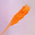 Italian Ruscus Neon Orange