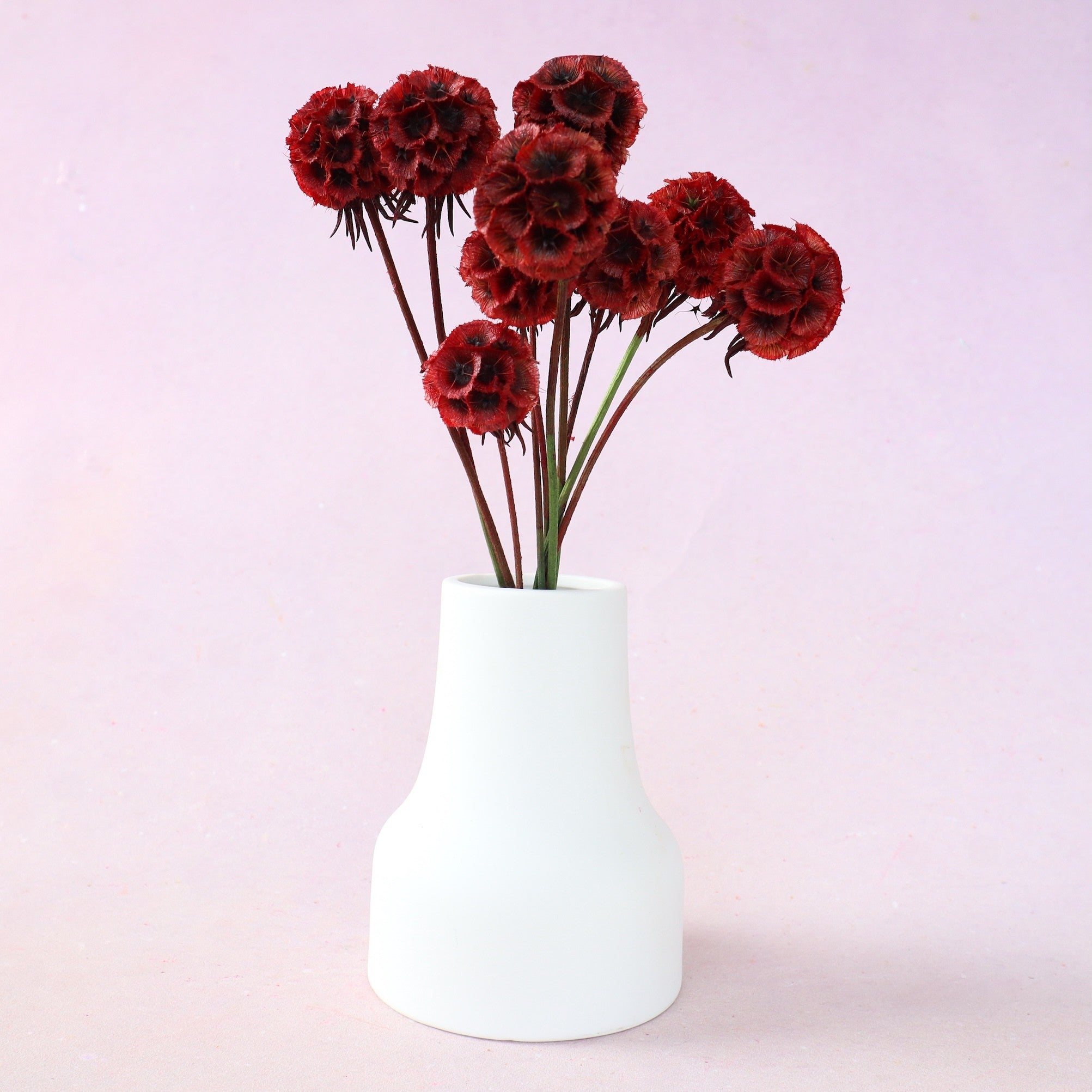 Scabiosa Wine Red