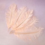 5 pcs Ostrich Feathers Champagne