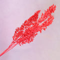 Italian Ruscus Bright Red