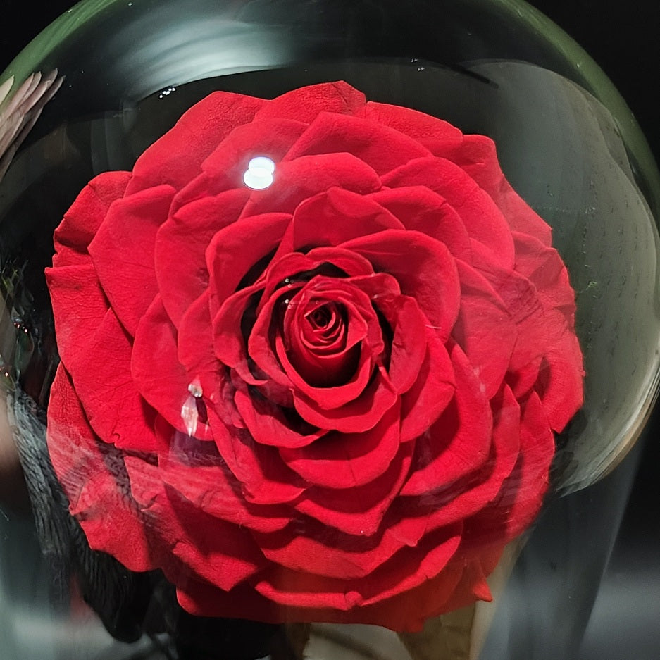 Beauty and the Beast (Extra Large Red Rose)